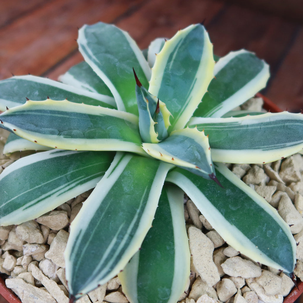 Agave applanata marginata