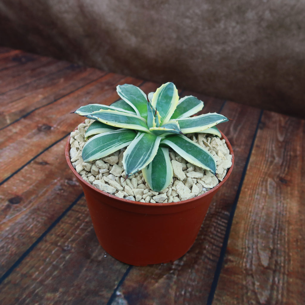 Agave applanata marginata