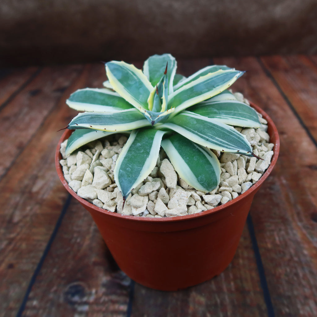Agave applanata marginata