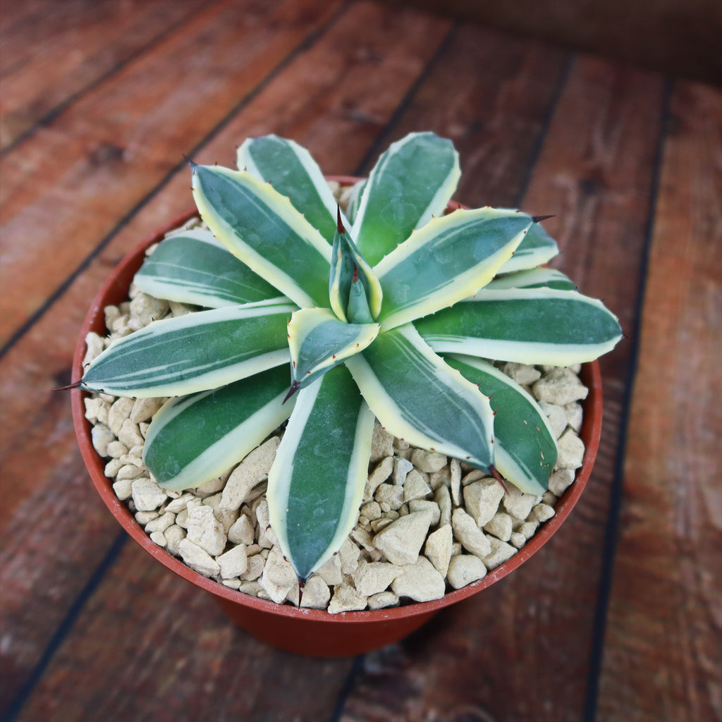 Agave applanata marginata