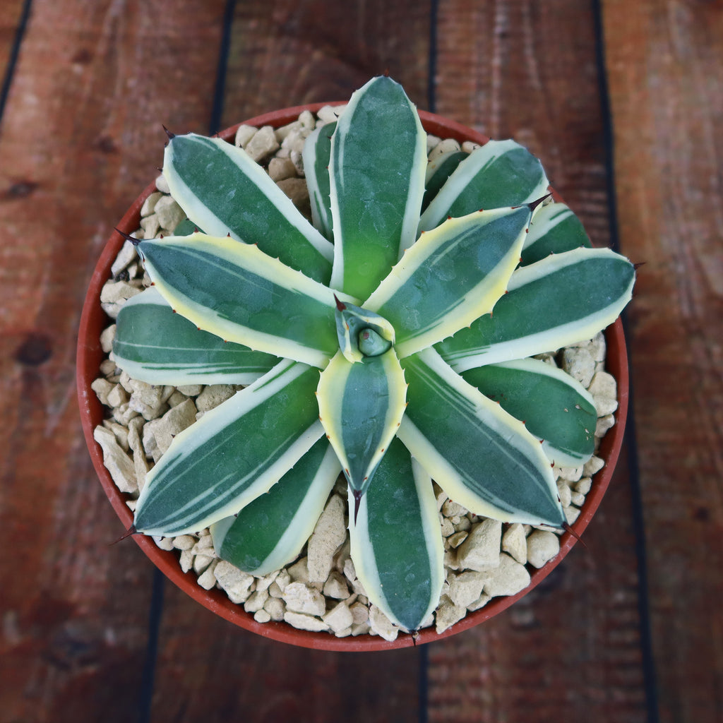 Agave applanata marginata