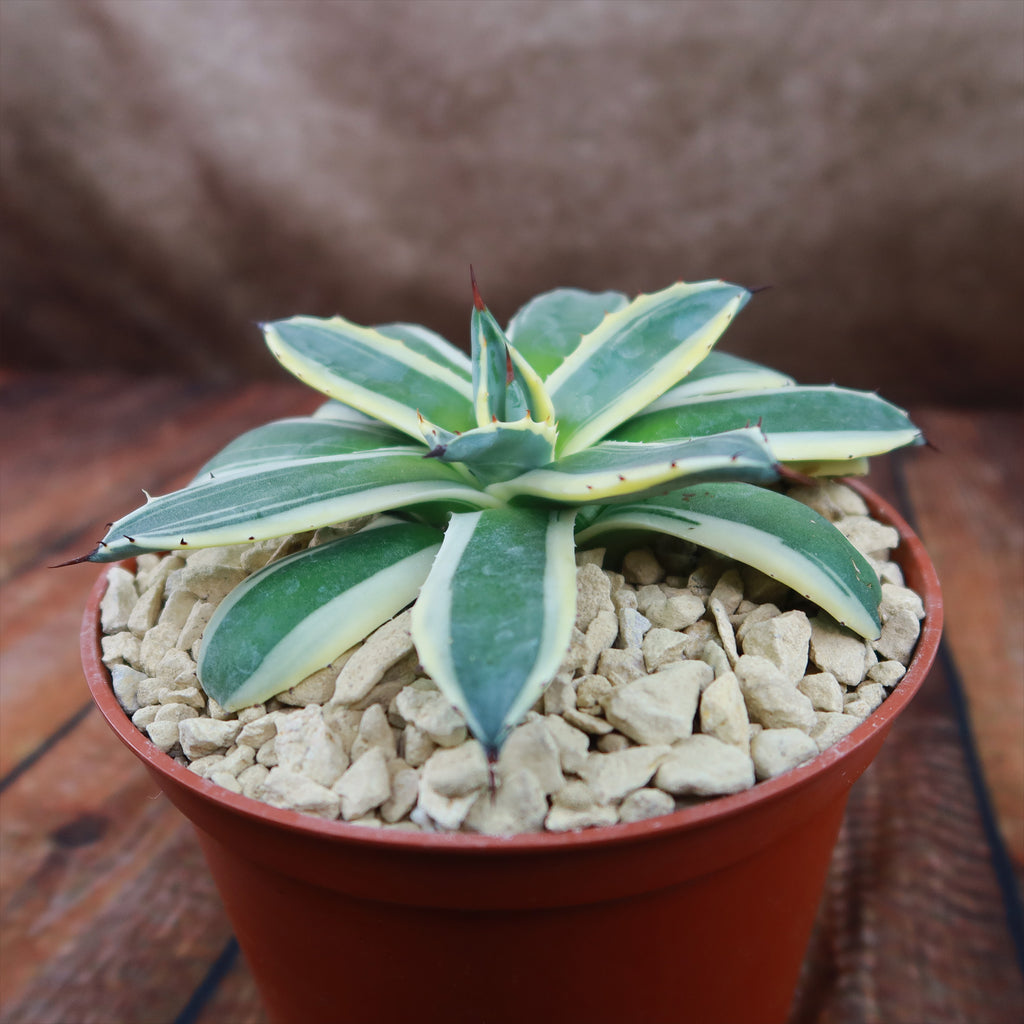 Agave applanata marginata