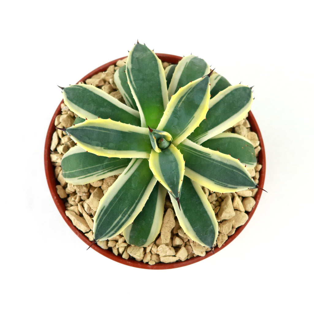 Agave applanata marginata