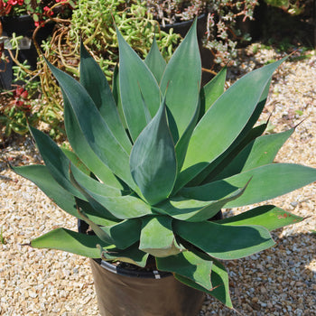 Agave Blue Flame