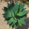 Agave Blue Flame