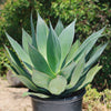 Agave Blue Flame