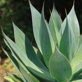 Agave Blue Flame