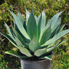 Agave Blue Flame