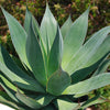 Agave Blue Flame