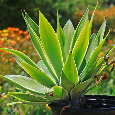 Variegated Fox Tail Agave - Agave attenuata 'Ray of Light'