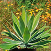 Variegated Fox Tail Agave - Agave attenuata &