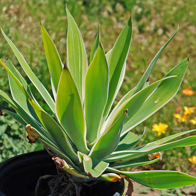 Variegated Fox Tail Agave - Agave attenuata 'Ray of Light'