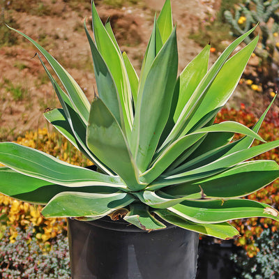 Variegated Fox Tail Agave - Agave attenuata 'Ray of Light'