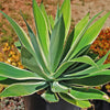 Variegated Fox Tail Agave - Agave attenuata &