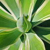 Variegated Fox Tail Agave - Agave attenuata &