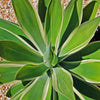 Variegated Fox Tail Agave - Agave attenuata &