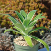 Variegated Fox Tail Agave - Agave attenuata &