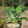 Variegated Fox Tail Agave - Agave attenuata &