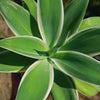 Variegated Fox Tail Agave - Agave attenuata &