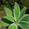 Variegated Fox Tail Agave - Agave attenuata &