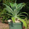 Variegated Fox Tail Agave - Agave attenuata &