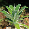 Variegated Fox Tail Agave - Agave attenuata &