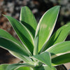 Variegated Fox Tail Agave - Agave attenuata &