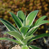 Variegated Fox Tail Agave - Agave attenuata &