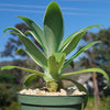 Variegated Fox Tail Agave - Agave attenuata &