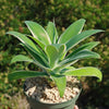 Variegated Fox Tail Agave - Agave attenuata &