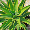 Variegated Smooth Agave - Agave desmettiana variegata