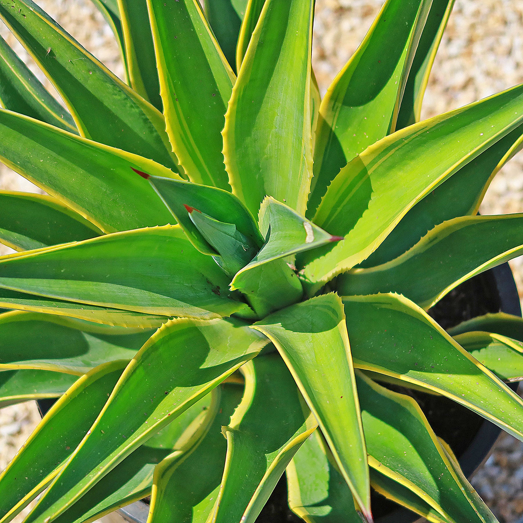 Variegated Smooth Agave 'Agave desmettiana variegata' - Shop at Planet ...