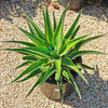 Variegated Smooth Agave - Agave desmettiana variegata