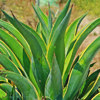 Variegated Smooth Agave - Agave desmetiana variegata