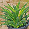 Variegated Smooth Agave - Agave desmettiana variegata