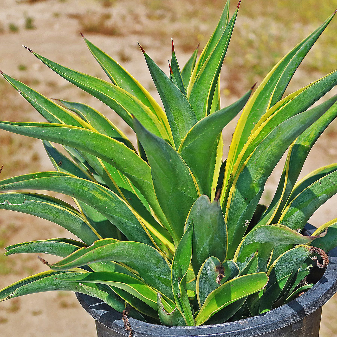 Variegated Smooth Agave 'Agave desmettiana variegata' - Shop at Planet ...