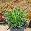 Variegated Smooth Agave - Agave desmettiana variegata