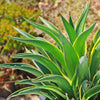 Variegated Smooth Agave - Agave desmettiana variegata