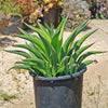 Variegated Smooth Agave - Agave desmettiana variegata