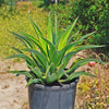 Variegated Smooth Agave - Agave desmettiana variegata