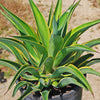 Variegated Smooth Agave - Agave desmettiana variegata