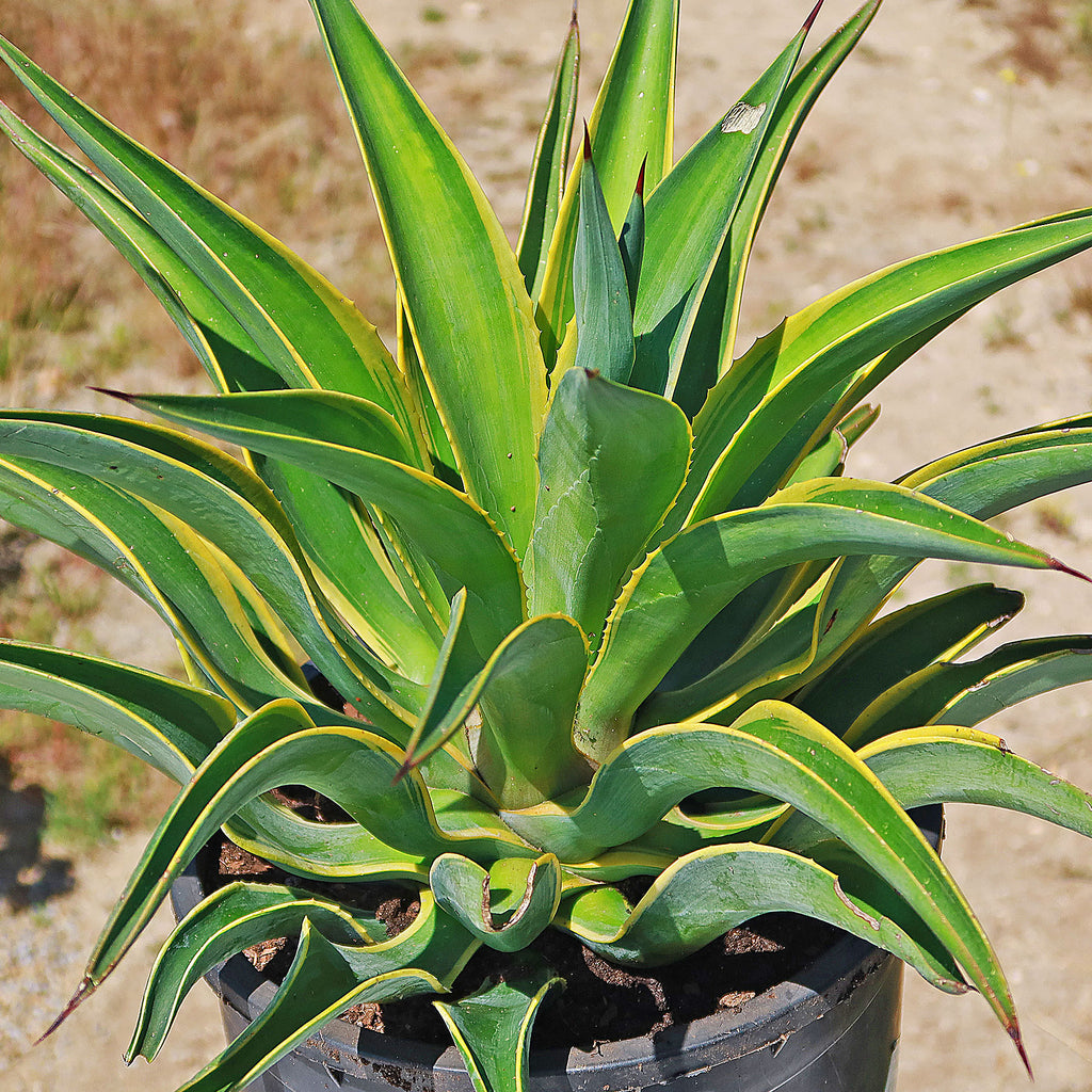 Variegated Smooth Agave - Agave desmettiana variegata