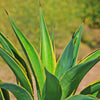 Variegated Smooth Agave - Agave desmettiana variegata