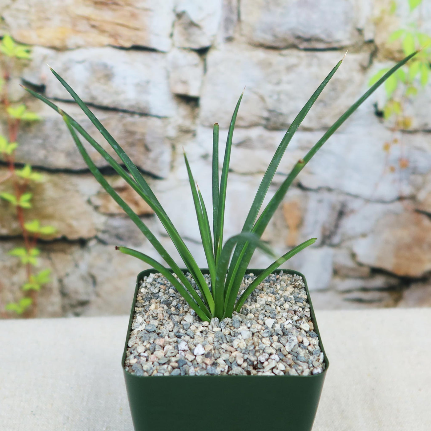 Now for sale - Agave Geminiflora | Twin Flowered Agave