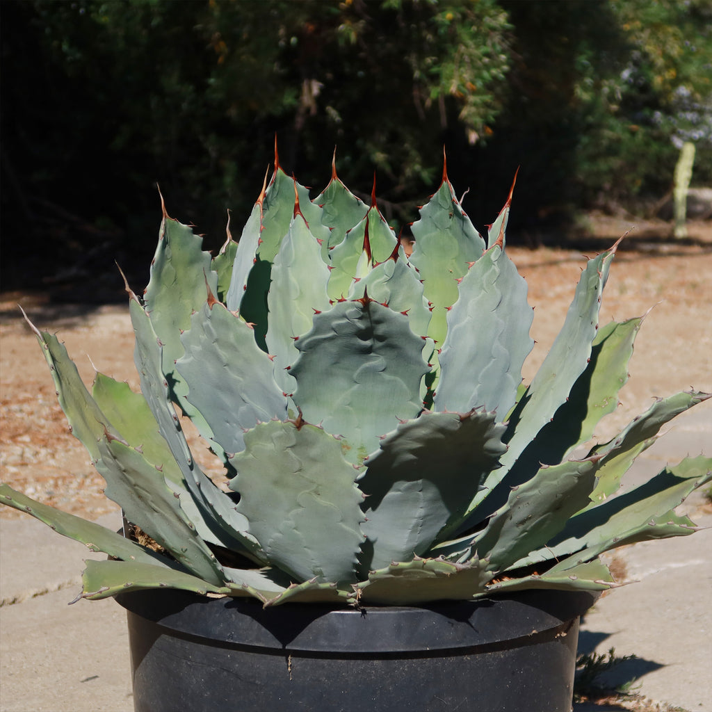 Agave guadalajarana