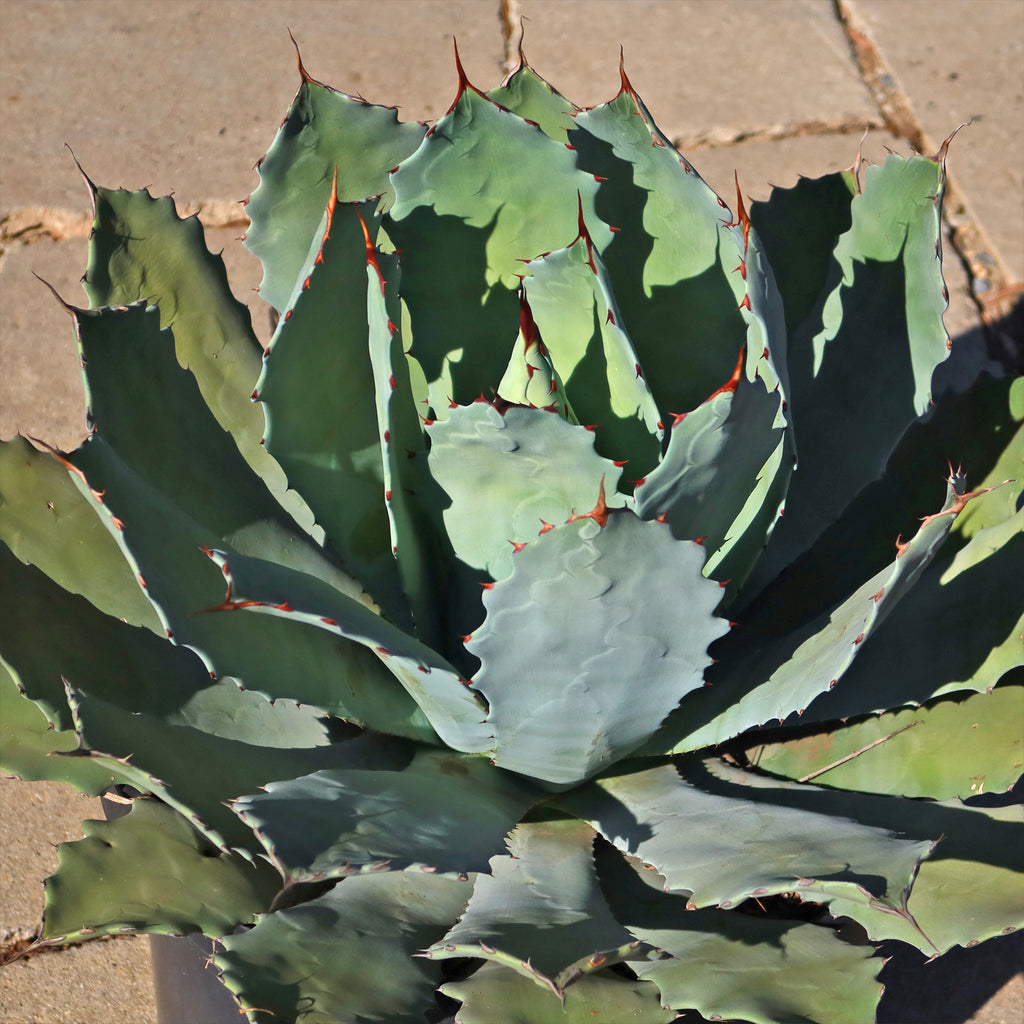 Agave guadalajarana