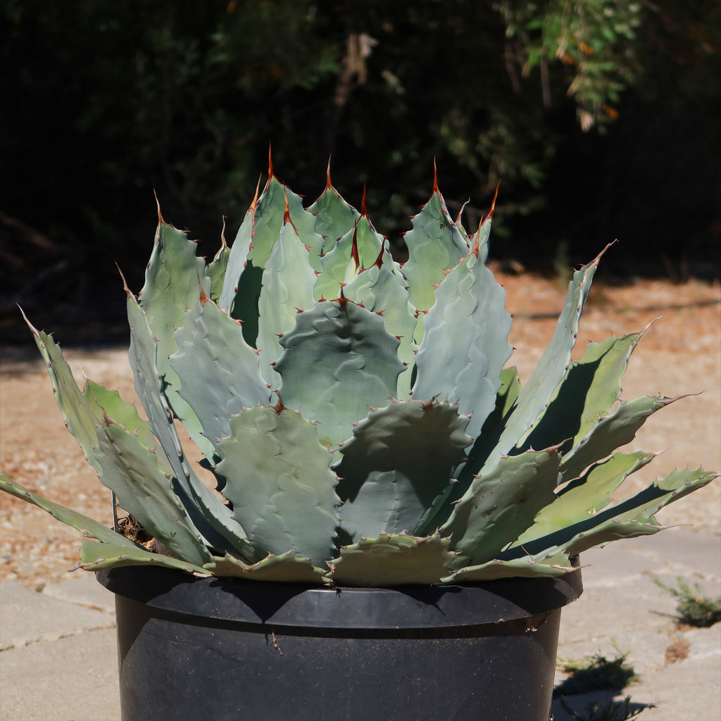 Agave guadalajarana