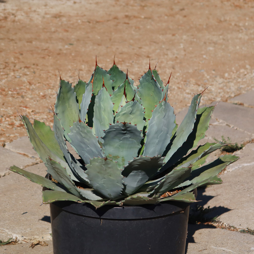 Agave guadalajarana