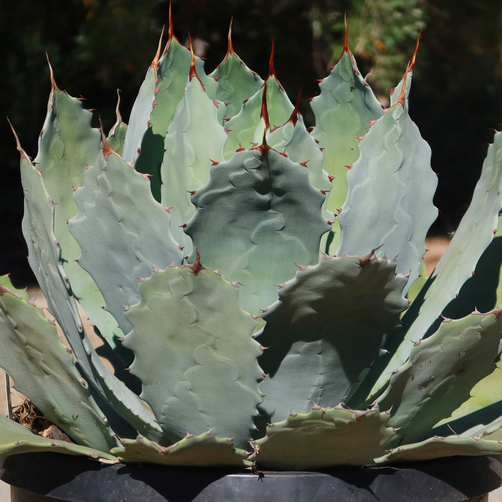 Agave guadalajarana