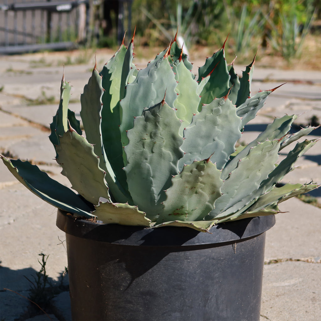 Agave guadalajarana